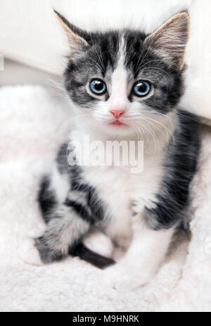 Cute sleepy kitten with blue eyes Stock Photo
