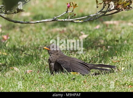 Great Thrush (Turdus fuscater quindio) adult on ground sunning  Puembo, Ecuador                      February Stock Photo