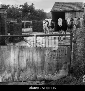 Funny Farm yard sign  .'Beware of the bull,survivers will be prosecuted or trespassers allowed in free ,Bull will charge later Stock Photo