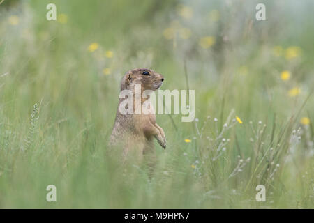 Gunnison's prairie dog in habitat. Stock Photo