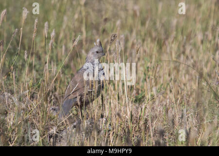 Scaled quail in grassland habitat. Stock Photo