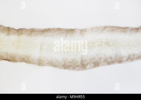jacket cast-off skin of snake Royal Python on a white background Stock Photo