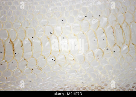 jacket cast-off skin of snake Royal Python on a white background Stock Photo