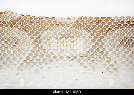 jacket cast-off skin of snake Royal Python on a white background Stock Photo