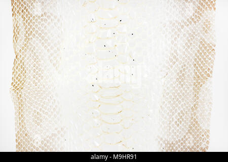 jacket cast-off skin of snake Royal Python on a white background Stock Photo