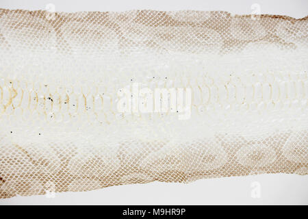 jacket cast-off skin of snake Royal Python on a white background Stock Photo