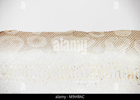 jacket cast-off skin of snake Royal Python on a white background Stock Photo
