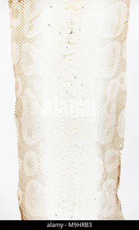 jacket cast-off skin of snake Royal Python on a white background Stock Photo