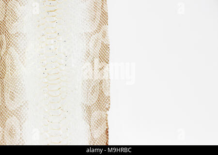 jacket cast-off skin of snake Royal Python on a white background Stock Photo