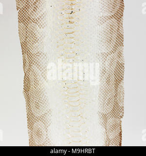 jacket cast-off skin of snake Royal Python on a white background Stock Photo