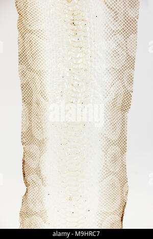 jacket cast-off skin of snake Royal Python on a white background Stock Photo