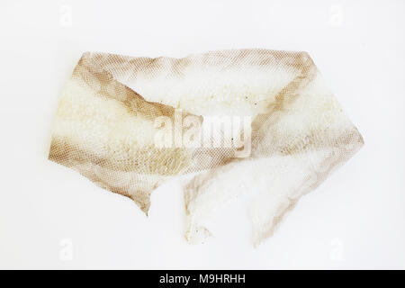 jacket cast-off skin of snake Royal Python on a white background Stock Photo