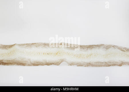 jacket cast-off skin of snake Royal Python on a white background Stock Photo