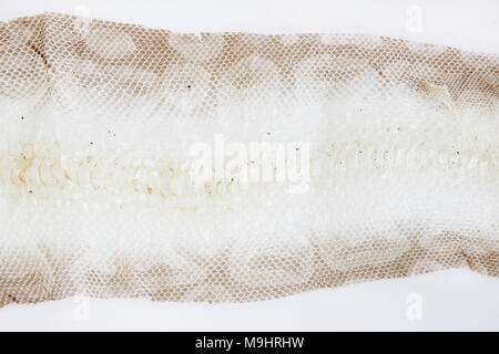 jacket cast-off skin of snake Royal Python on a white background Stock Photo