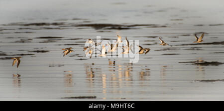 Sandpipers flying over the shallows off Roa Island. Stock Photo