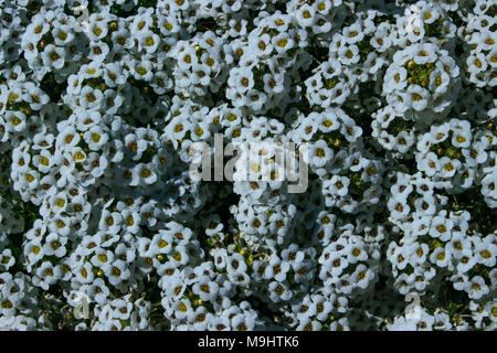 Flowers. A bush with small white flowers. Stock Photo
