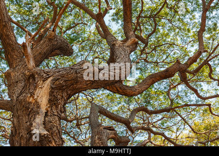 pattern of branch Big Samanea saman tree Stock Photo