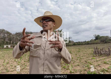 VINALES, CUBA - MARCH 14, 2018. Cuban man with a white hat on and glasses a tobacco farm.. Vinales Cuba. Stock Photo