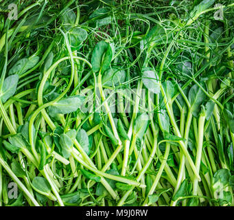 Background with green microgreen, young sprouts Stock Photo