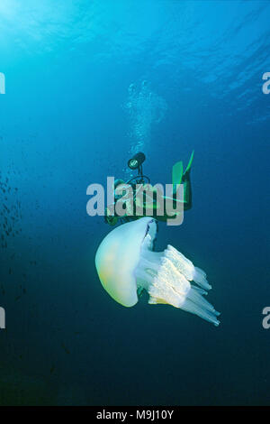 Barrel jellyfish, Frilly-mouthed jellyfish (Rhizostoma pulmo). Benidorm, Costa Blanca, Spain, Europe, Mediterranean sea