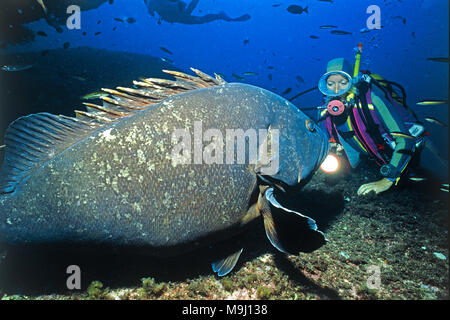 Scuba diver and Dusky grouper, common grouper (Epinephelus marginatus), Lavezzi islands, Corsica, France, Europe, Mediterranean sea Stock Photo