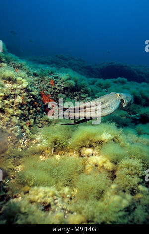 Common Octopus (Octopus vulgaris) swimming at a mediterranean reef, Benidorm, Costa Blanca, Spain, Europe Stock Photo