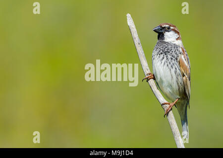 Spanish sparrow, Passer hispaniolensis, single male perched on branch Stock Photo