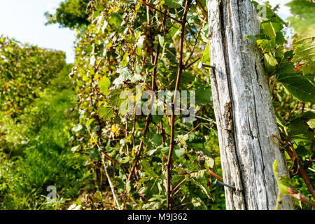 Close-up view of a wooden stake with nails in a Champagne vineyard. Stock Photo