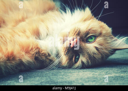 relaxing fluffy ginger cat lay down on the ground Stock Photo