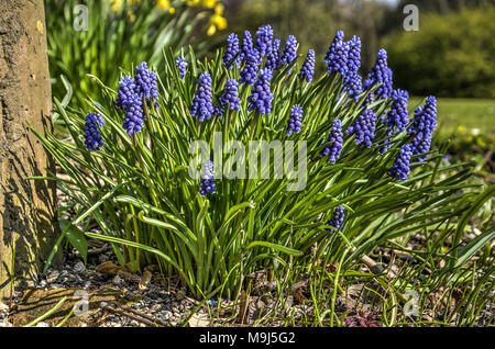 Group of blue grape hyacinths, or muscari botryoides, next to a tree in a garden in springtime Stock Photo