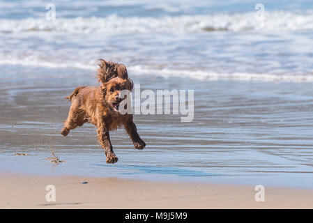 A Cocker Spaniel dog running across a dog friendly beach in Cornwall. Stock Photo
