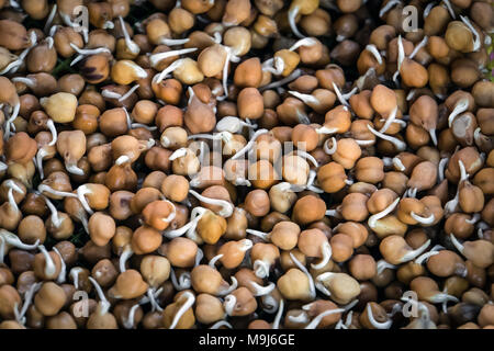 healthy food. chickpeas background. chickpeas texture. macro. top view. sprouted chickpeas chickpeas with sprouts Stock Photo