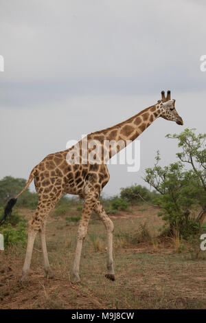 Giraffe in Murchison Falls National Park, Uganda. Stock Photo