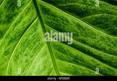 Green Caladium leaf closeup macro, texture and pattern Stock Photo