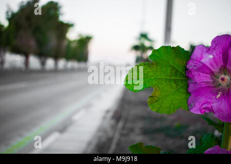 closeup of beautiful purple flowers on the branch in the middle of  the street at Cornish and lots of trees in the background Stock Photo