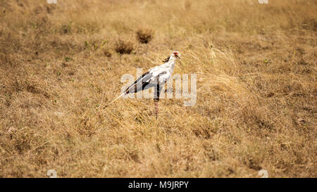 Secretary bird (Sagittarius serpentarius) in yellow bush. Amboselli national park, Kenya Stock Photo