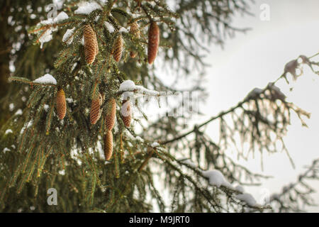 Snow melting on pines branches with coniferous cones Stock Photo