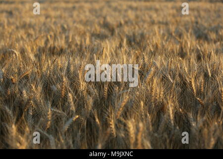 Field yellow brown wheat grass abstract background Stock Photo