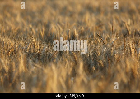 Field yellow brown wheat grass abstract background Stock Photo