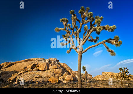 Single Joshua tree in the desert landscape found in Joshua Tree National Park in Southern California's Mojave Desert Stock Photo