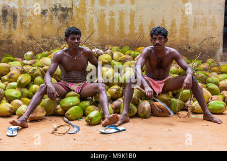 Workers engaged in harvesting and collecting coconuts - Vattalekundu in West Tamil Nadu, India. Stock Photo