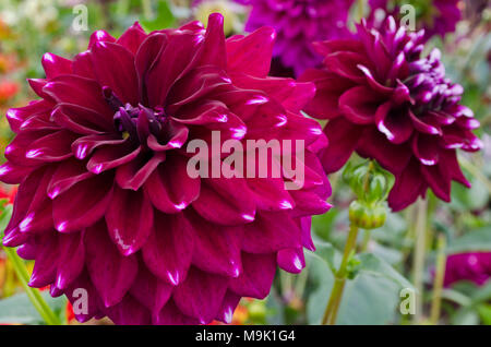 Beautiful dark pink/red dahlia with white tips. Dahlia Rothsay Reveller Dahlias. Stock Photo