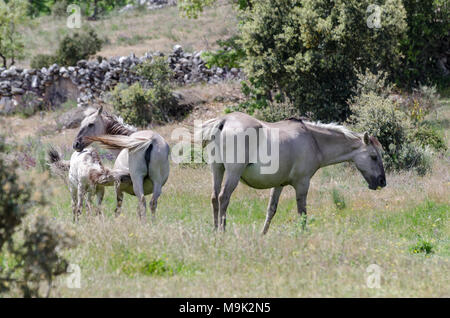 Free living Sorraia horses in Faia Brava nature reserve, Western Iberia rewilding area, Portugal Stock Photo
