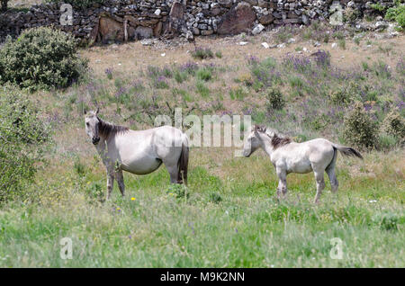 Free living Sorraia horses in Faia Brava nature reserve, Western Iberia rewilding area, Portugal Stock Photo