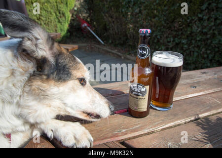 Border Collie Blue Merle family pet dog concentrating on a bottle of Bottom Sniffer beer for dogs