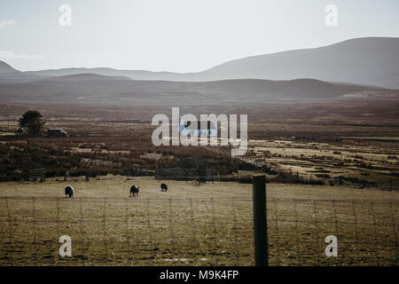 Sheep grazing in a field on Isle of Skye, Scotland, at dusk. Stock Photo
