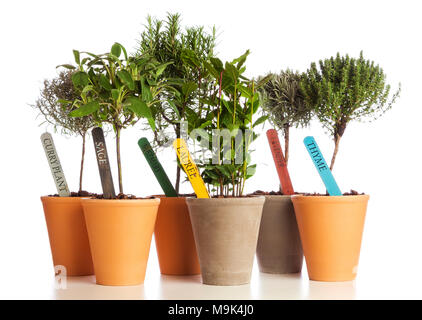 Selection of herbs used in Mediterranean cuisine planted in flower pots isolated on white background. Stock Photo