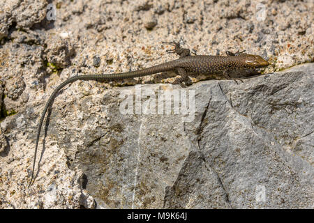 Greek rock lizard (Lacerta graeca) on stone wall Stock Photo