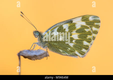 Butterfly Bath white (Pontia daplidice) resting on plant with illuminated orange background Stock Photo