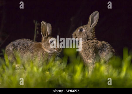 Two european rabbits (Oryctolagus cuniculus) foraging in the dark at night Stock Photo